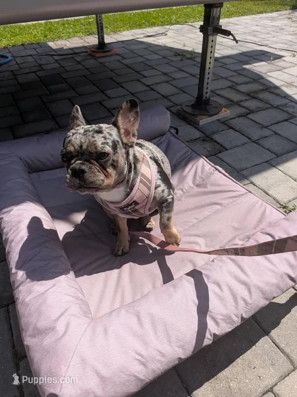 Luna – French Bulldog puppy for sale in Naples, FL