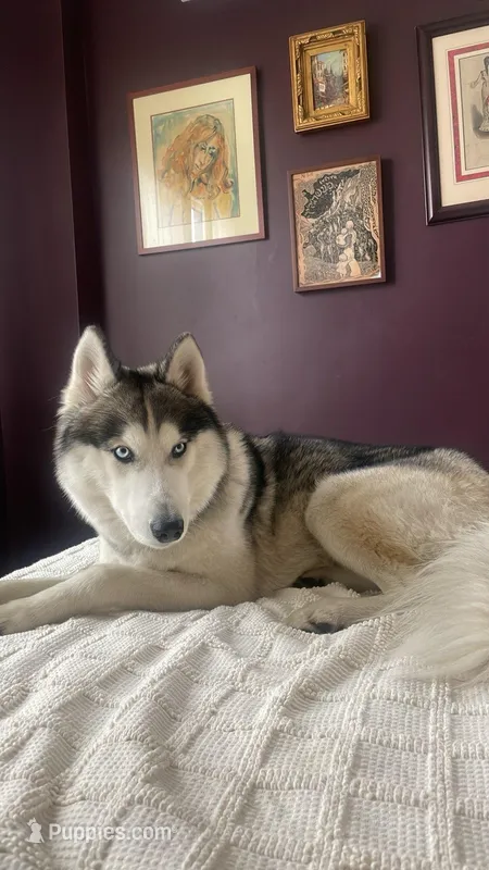 Ace – Siberian Husky puppy for sale in Brooklyn, NY