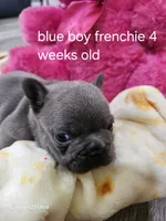 Blue boy , a male French Bulldog for sale in Elora, TN – 1 of 5