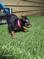 Pink girl , a female Miniature Pinscher for sale in Elora, TN – 3 of 3