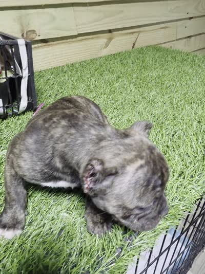 Brindle female , a female American Bully for sale in Elora, TN – 2 of 2