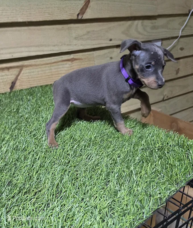 Purple girl  – Miniature Pinscher puppy for sale in Elora, TN