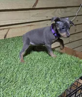 Purple girl , a female Miniature Pinscher for sale in Elora, TN – 1 of 2