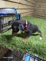 Pink girl , a female Miniature Pinscher for sale in Elora, TN – 2 of 3