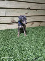 Grey blue , a male Miniature Pinscher for sale in Elora, TN – 2 of 2