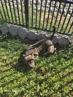 Girl brindle , a female American Bully for sale in Elora, TN – 5 of 6