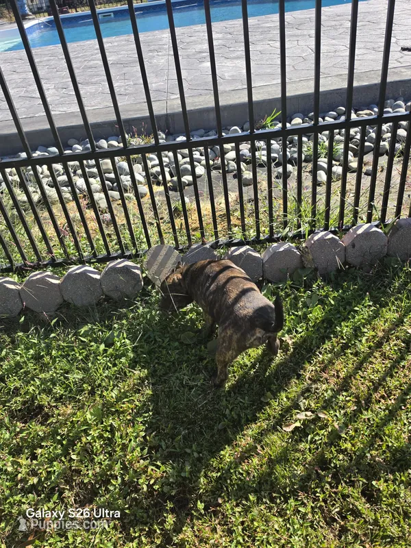 Girl brindle  – American Bully puppy for sale in Elora, TN