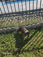 Girl brindle , a female American Bully for sale in Elora, TN – 1 of 6