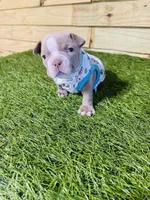 Thor, a male American Bully for sale in Elora, TN – Photo 1 of 6