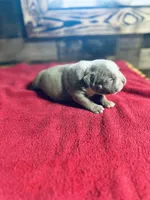 Thor, a male American Bully for sale in Elora, TN – Photo 5 of 6