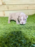 Thor, a male American Bully for sale in Elora, TN – Photo 2 of 6