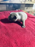 Thor, a male American Bully for sale in Elora, TN – Photo 4 of 6