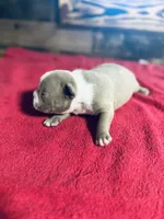 Thor, a male American Bully for sale in Elora, TN – Photo 6 of 6