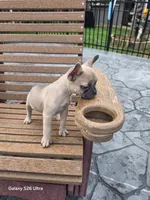 Abby, a female French Bulldog for sale in Elora, TN – 5 of 6