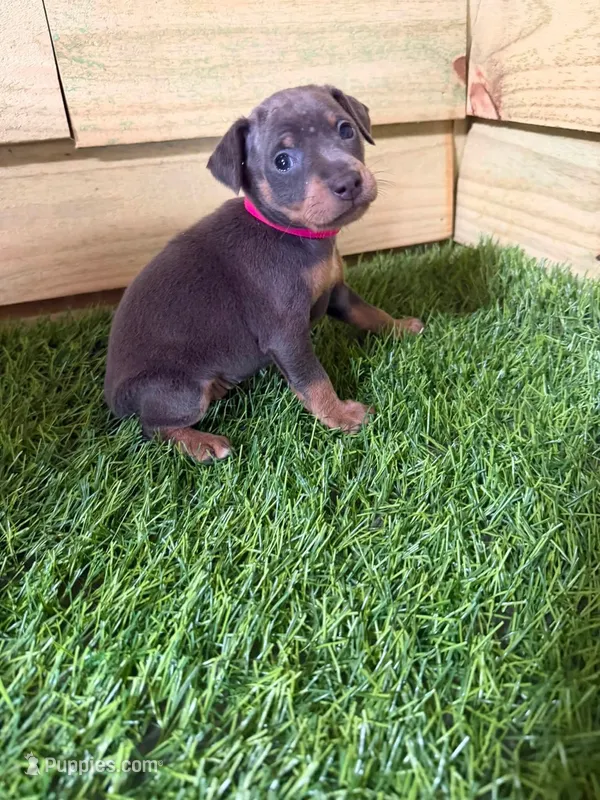 Red boy  – Miniature Pinscher puppy for sale in Elora, TN