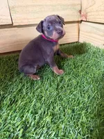 Red boy , a male Miniature Pinscher for sale in Elora, TN – 1 of 2