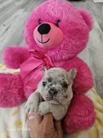 Minnie, a female French Bulldog for sale in Elora, TN – 4 of 4