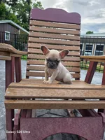 Abby, a female French Bulldog for sale in Elora, TN – 6 of 6