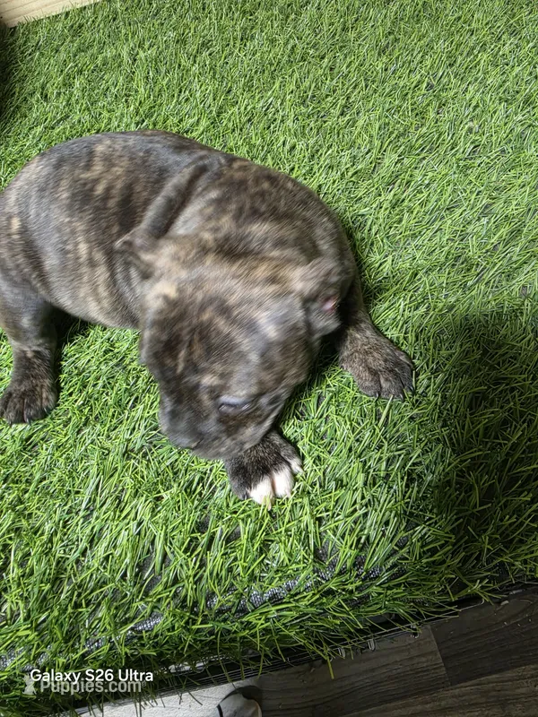 Brindle female  – American Bully puppy for sale in Elora, TN