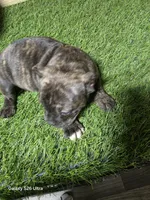 Brindle female , a female American Bully for sale in Elora, TN – 1 of 2