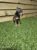 Grey blue , a male Miniature Pinscher for sale in Elora, TN – 1 of 2