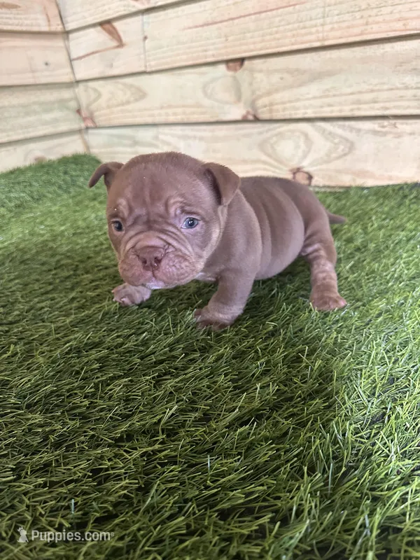 Bella – American Bully puppy for sale in Elora, TN