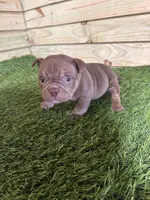 Bella, a female American Bully for sale in Elora, TN – Photo 1 of 4