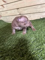 Bella, a female American Bully for sale in Elora, TN – Photo 2 of 4