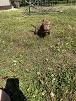 Bella, a female American Bully for sale in Elora, TN – 2 of 4