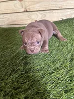 Bella, a female American Bully for sale in Elora, TN – Photo 4 of 4