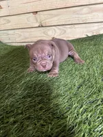 Bella, a female American Bully for sale in Elora, TN – Photo 3 of 4