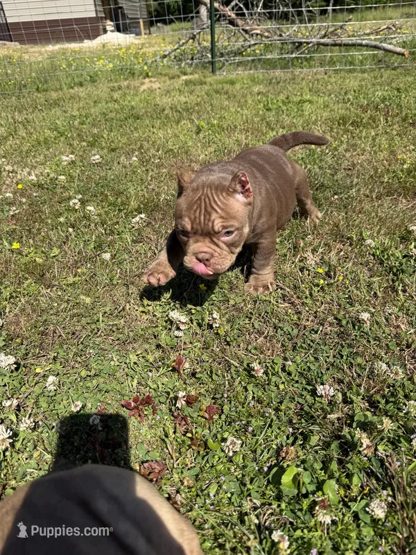 Bella – American Bully puppy for sale in Elora, TN
