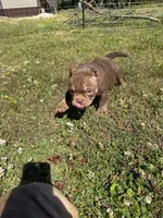 Bella, a female American Bully for sale in Elora, TN – 1 of 4