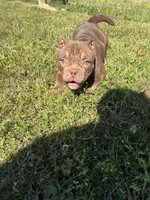 Bella, a female American Bully for sale in Elora, TN – 4 of 4