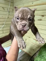 Bella, a female American Bully for sale in Elora, TN – 3 of 4