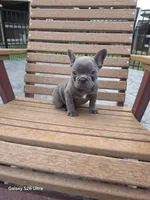 Blue boy , a male French Bulldog for sale in Elora, TN – 7 of 7