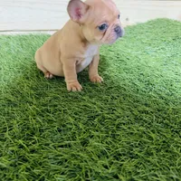 Canela, a female French Bulldog for sale in Elora, TN – Photo 2 of 4