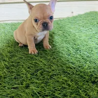 Canela, a female French Bulldog for sale in Elora, TN – Photo 3 of 4