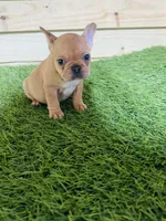 Canela, a female French Bulldog for sale in Elora, TN – Photo 3 of 4