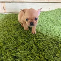 Canela, a female French Bulldog for sale in Elora, TN – Photo 4 of 4