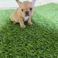 Canela, a female French Bulldog for sale in Elora, TN – Photo 1 of 4