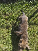 Girl brindle , a female American Bully for sale in Elora, TN – 4 of 6
