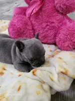 Blue boy , a male French Bulldog for sale in Elora, TN – 2 of 5