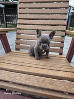 Blue boy , a male French Bulldog for sale in Elora, TN – 6 of 7
