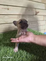 Abby, a female French Bulldog for sale in Elora, TN – 2 of 4