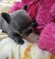 Blue boy , a male French Bulldog for sale in Elora, TN – 3 of 5