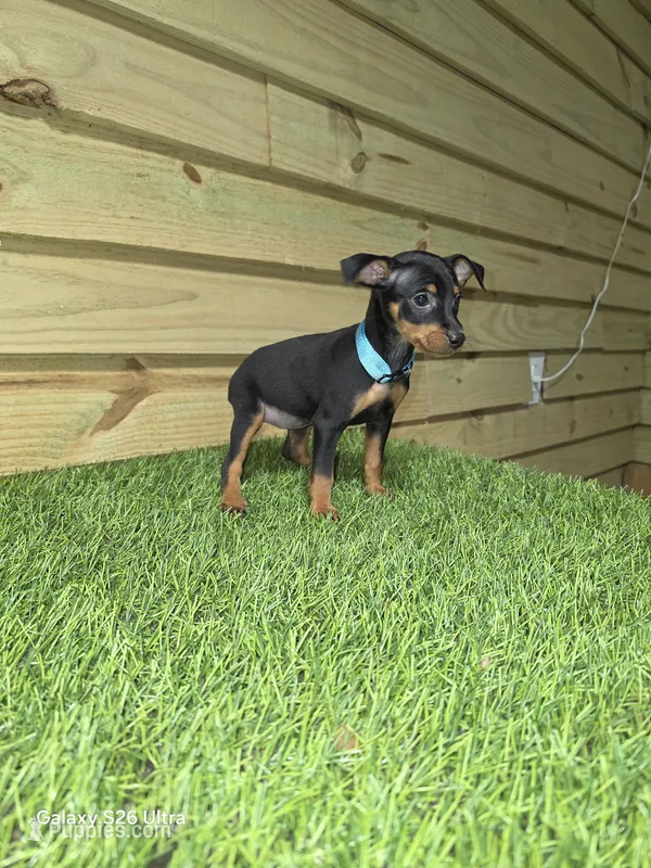 Light blue girl  – Miniature Pinscher puppy for sale in Elora, TN
