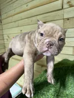 Rosie, a female American Bully for sale in Elora, TN – 1 of 3