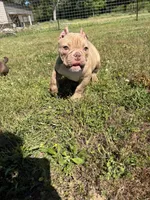 Rosie, a female American Bully for sale in Elora, TN – 2 of 3
