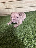 Rosie, a female American Bully for sale in Elora, TN – Photo 3 of 4